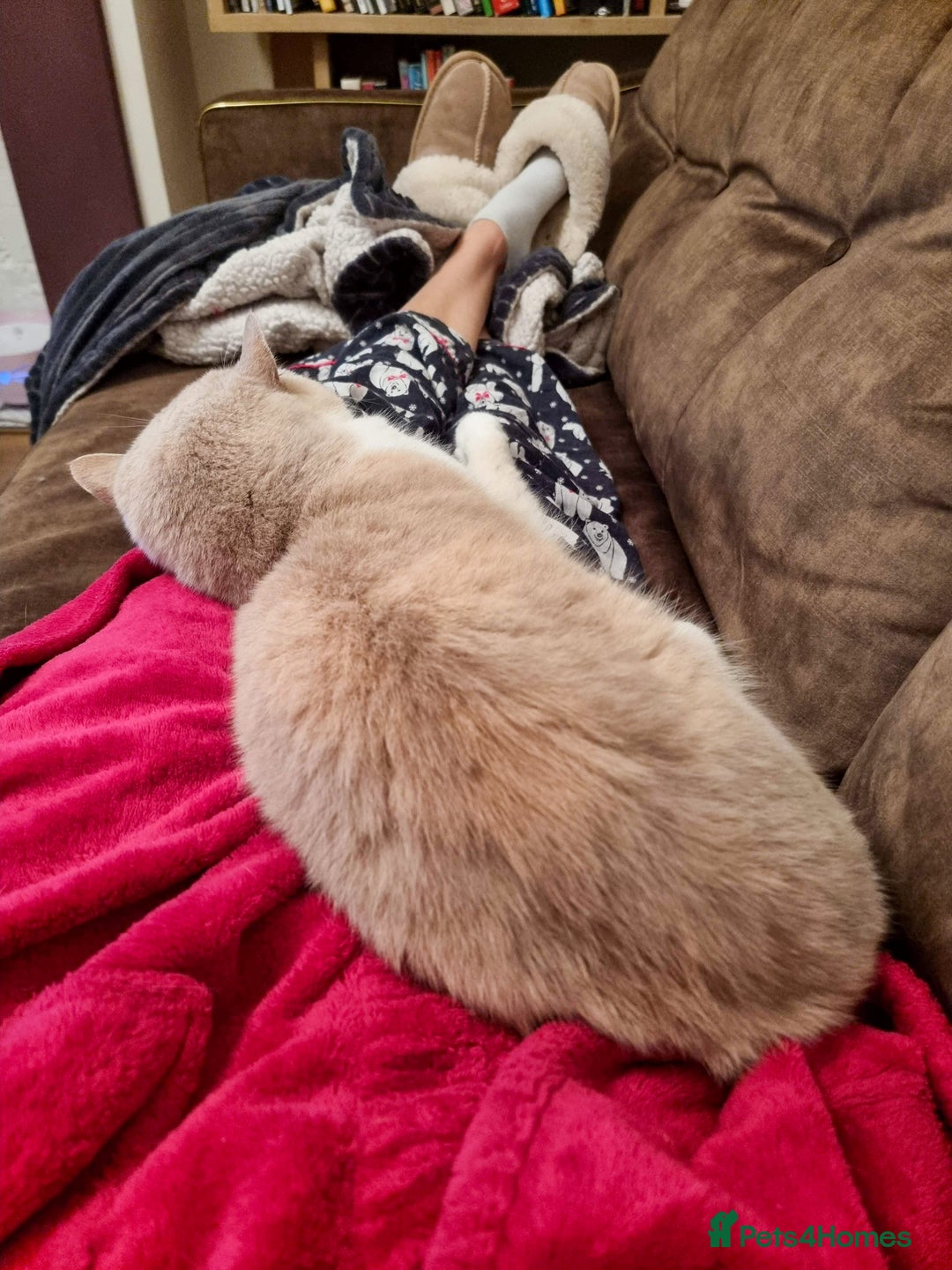 British Shorthair cats for sale: Retired fawn tortie + white British Shorthair  - Image 16