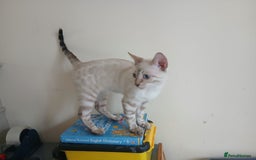 Bengal cats for sale: Health-checked TICA Family Bengal Kitten READY NOW in Warminster - Image 7
