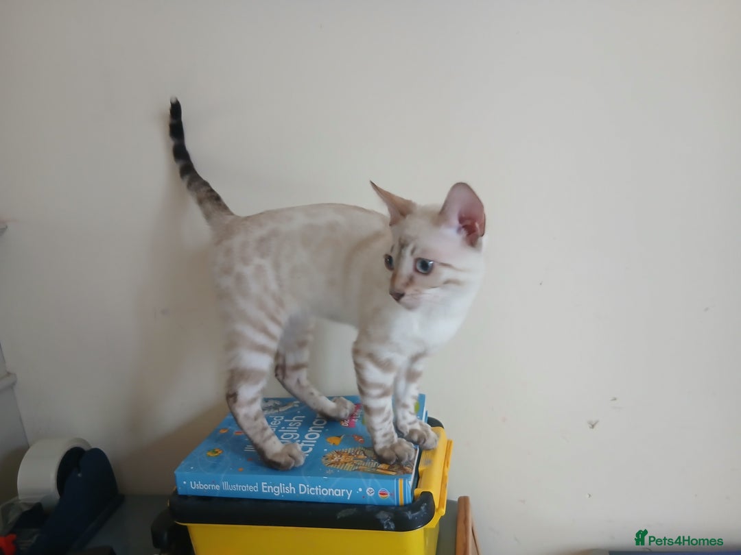 Bengal cats for sale: Health-checked TICA Family Bengal Kitten READY NOW in Warminster - Image 7