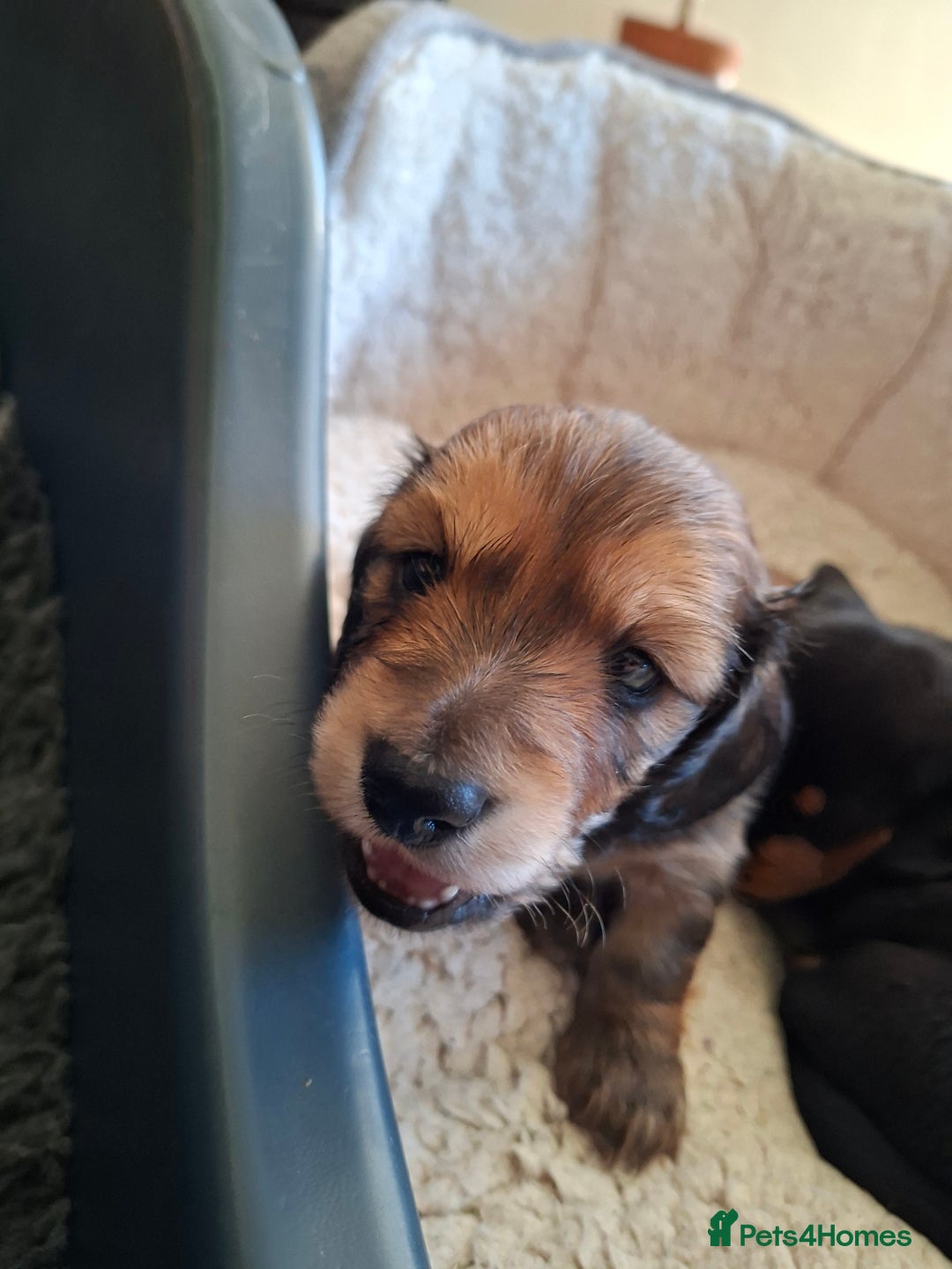 Miniature Dachshund dogs for sale: Long haired shaded cream miniature dachshunds  - Advert 4