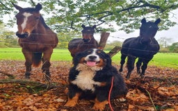 Bernese Mountain Dog dogs for sale: Beautiful Girl looking for her forever home  - Image 7