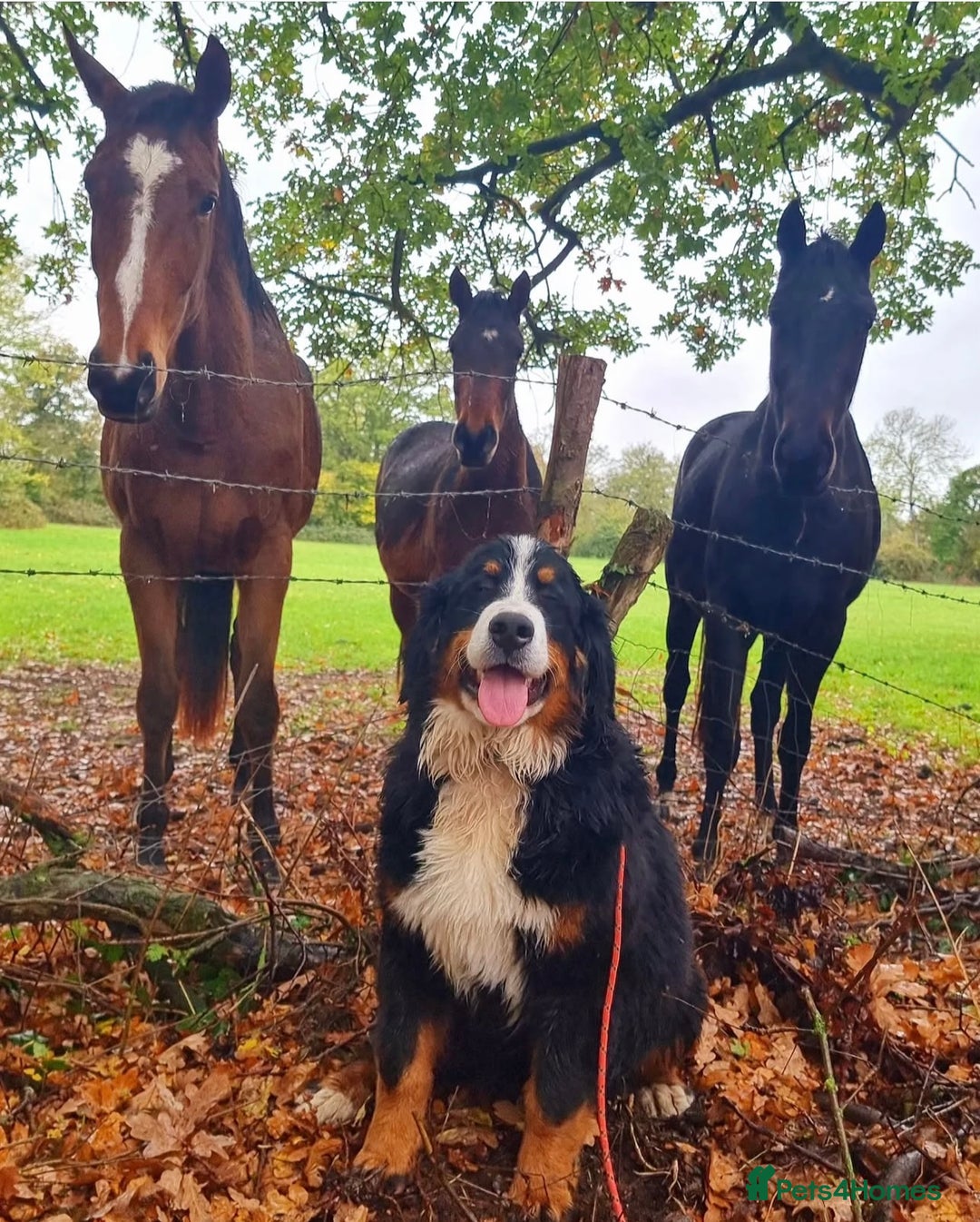 Bernese Mountain Dog dogs for sale: Beautiful Girl looking for her forever home  - Image 7