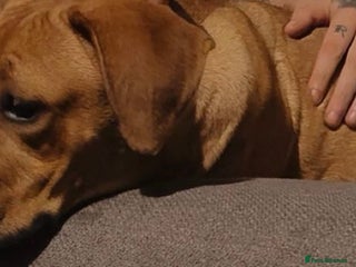 Mixed Breed dogs for sale - Advert 1