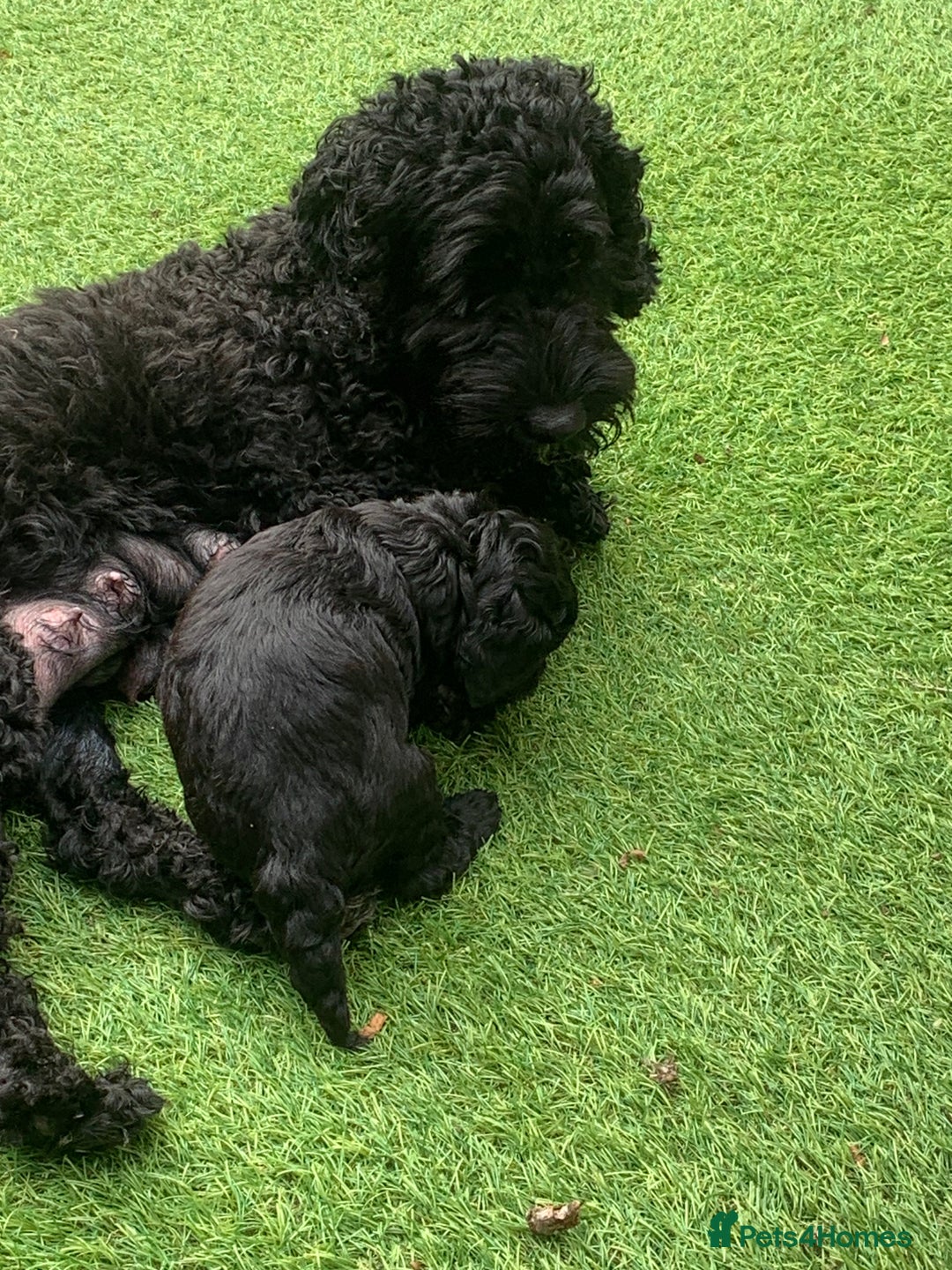 Cockapoo dogs for sale: 🐶F1B COCKAPOOS 5* HEALTHY CHECK🐶 - Image 7