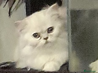 Persian cats Exceptional quality chinchilla persian kittens - Advert 11