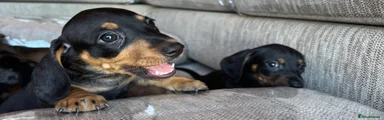 Miniature Dachshund 7