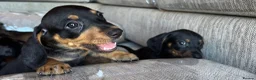 Miniature Dachshund dogs for sale: Miniature dachshunds - Advert 24