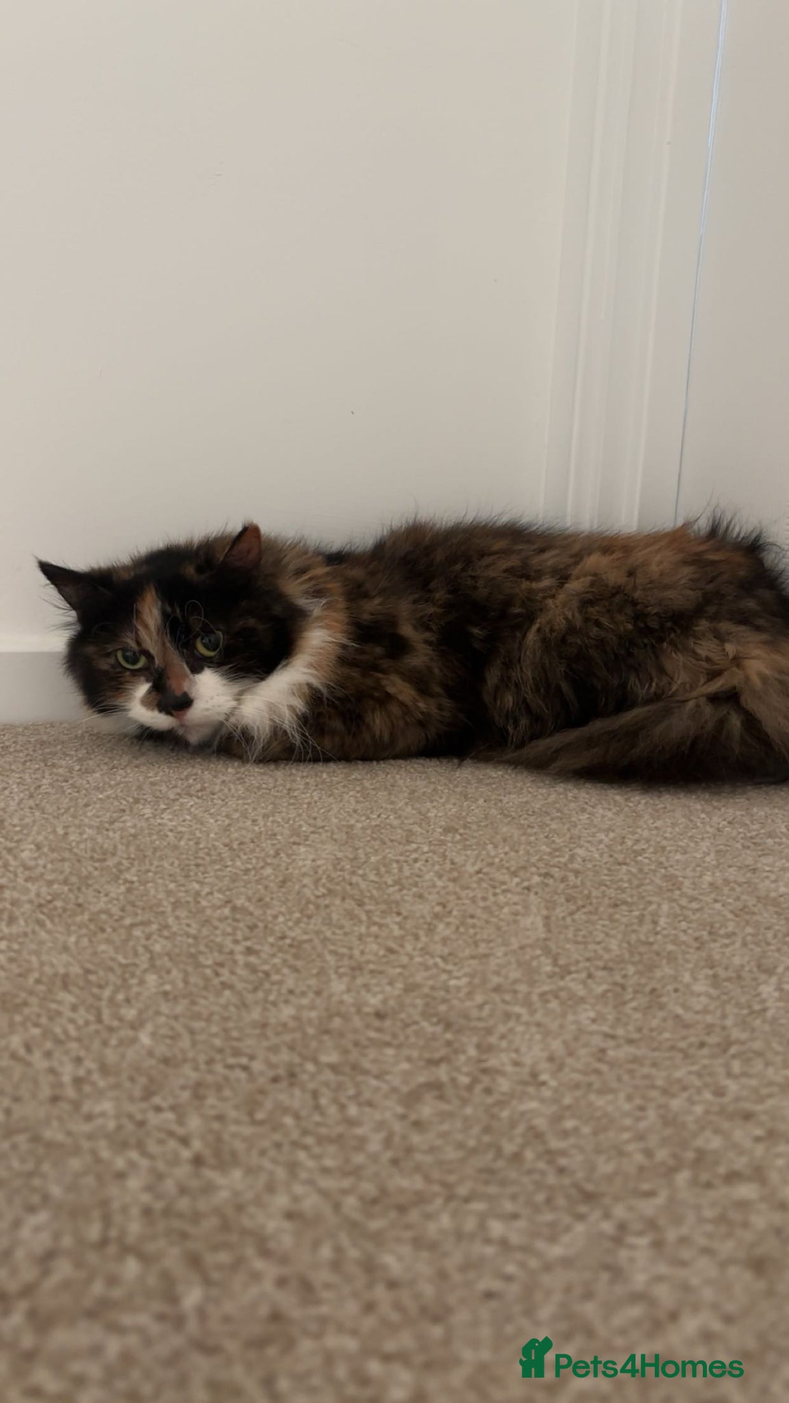 Mixed Breed cats Cat for sale  - Advert 5