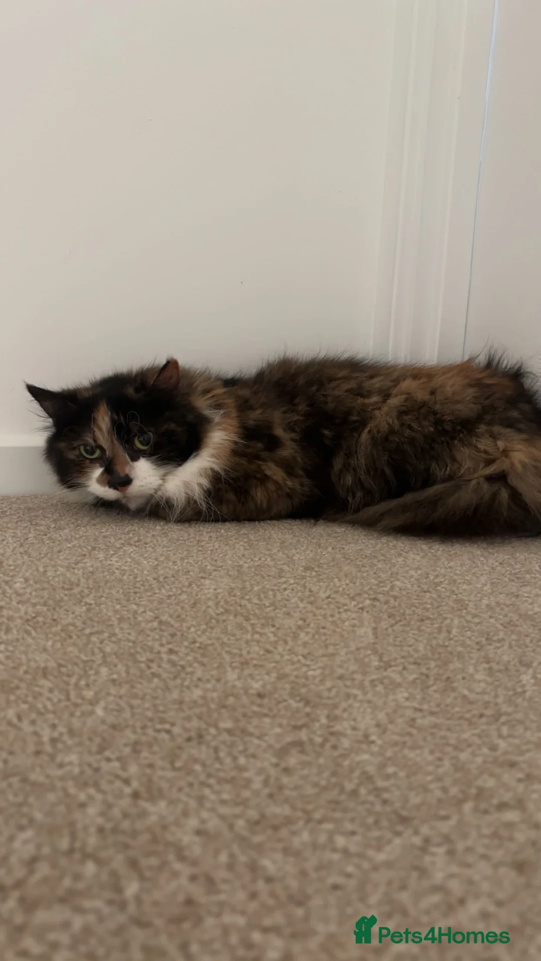 Mixed Breed cats for sale: Cat for sale  - Advert 1