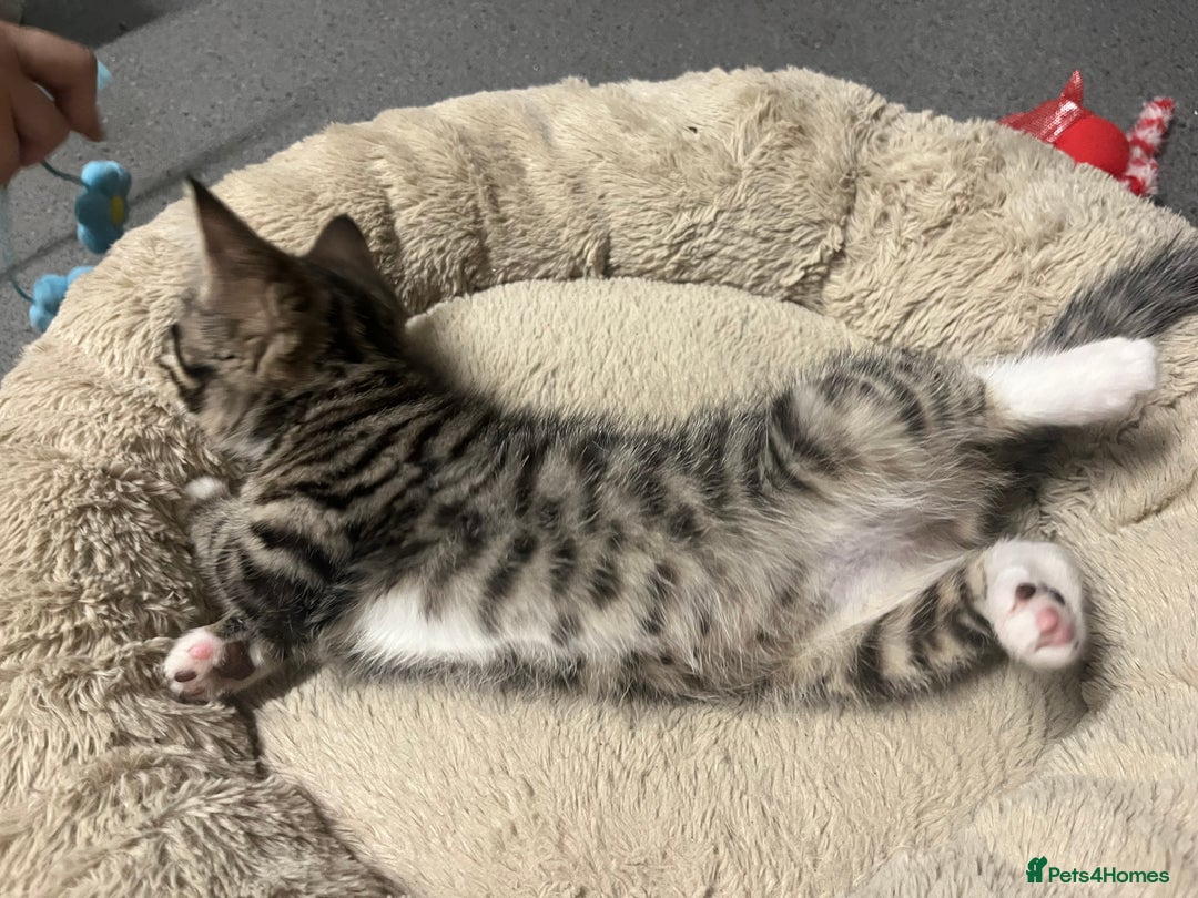 Mixed Breed cats for sale: 🐾 Beautiful Green eyed Grey tabby Kittens  - Advert 14