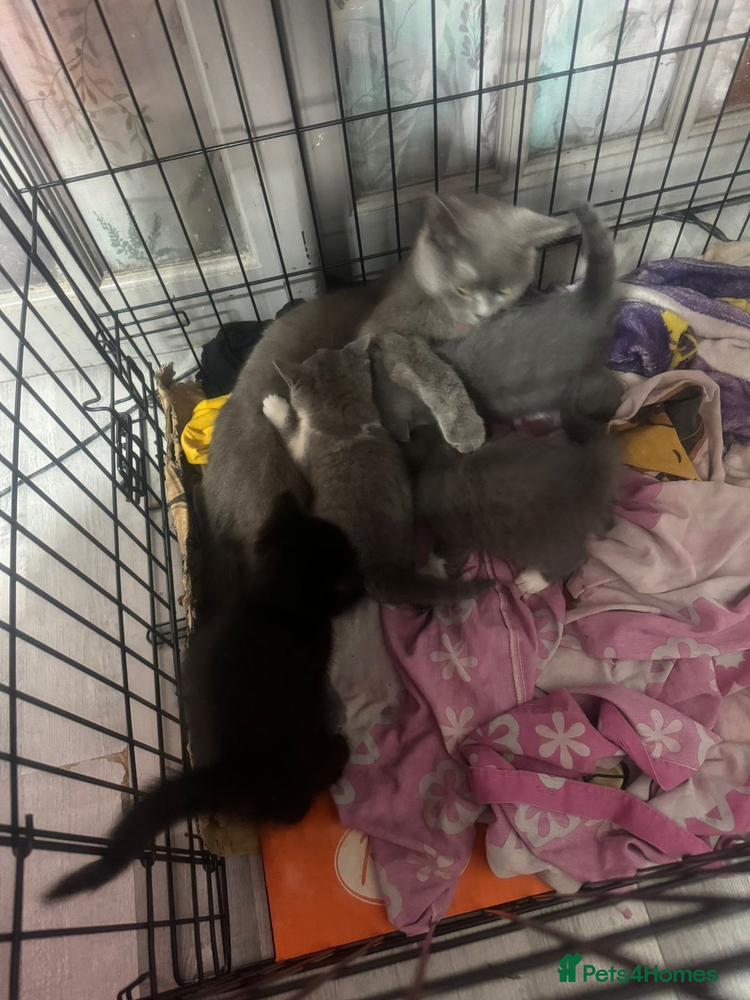 British Shorthair cats for sale: British short hair cross kittens for sale - Image 9