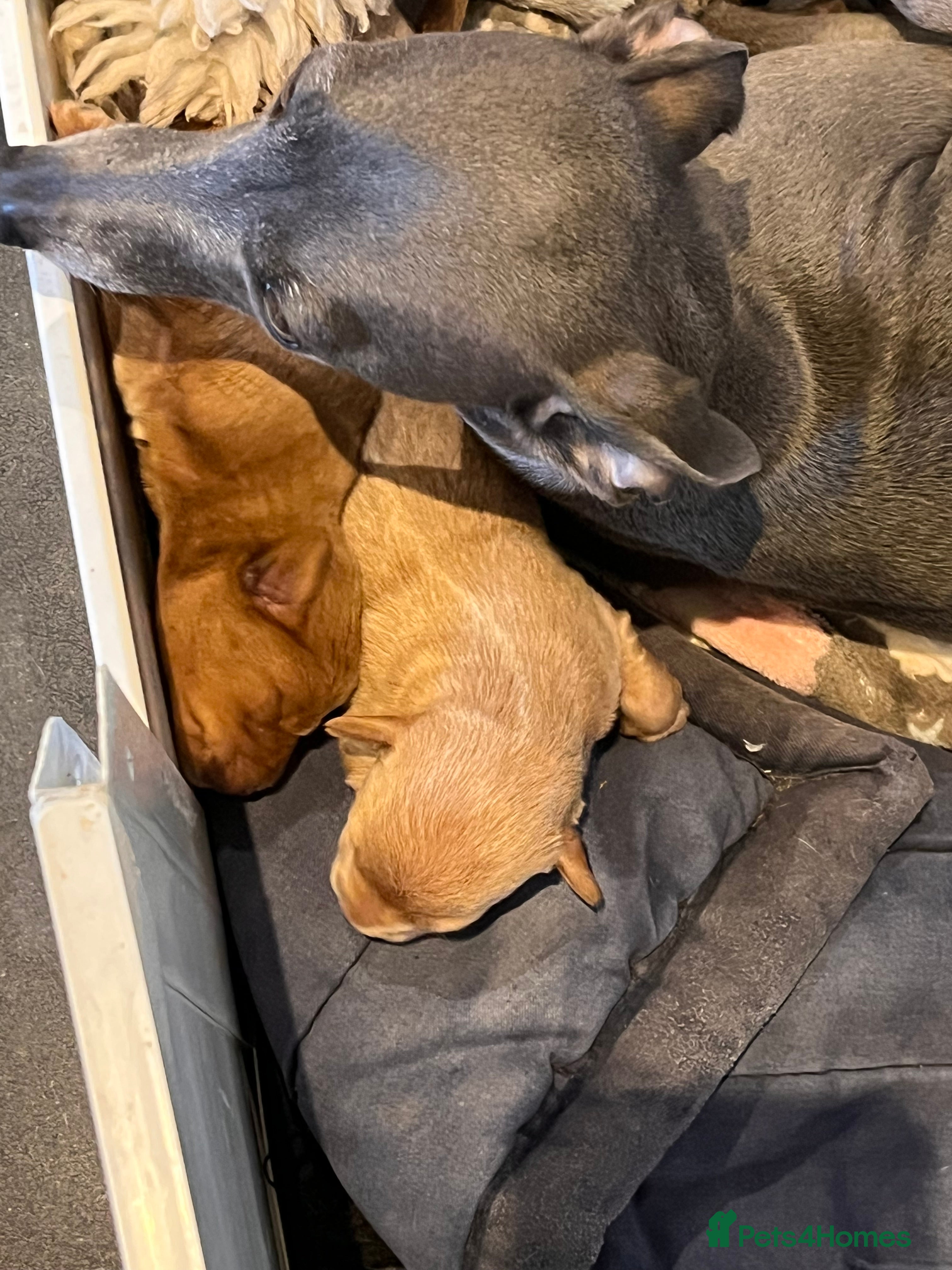 Mixed Breed dogs Just one Pootalian girl left - Advert 2