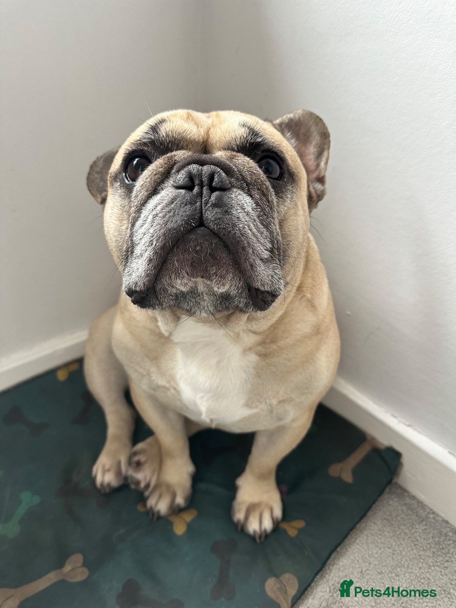 French Bulldog dogs Rolo is looking for a new home! - Advert 17