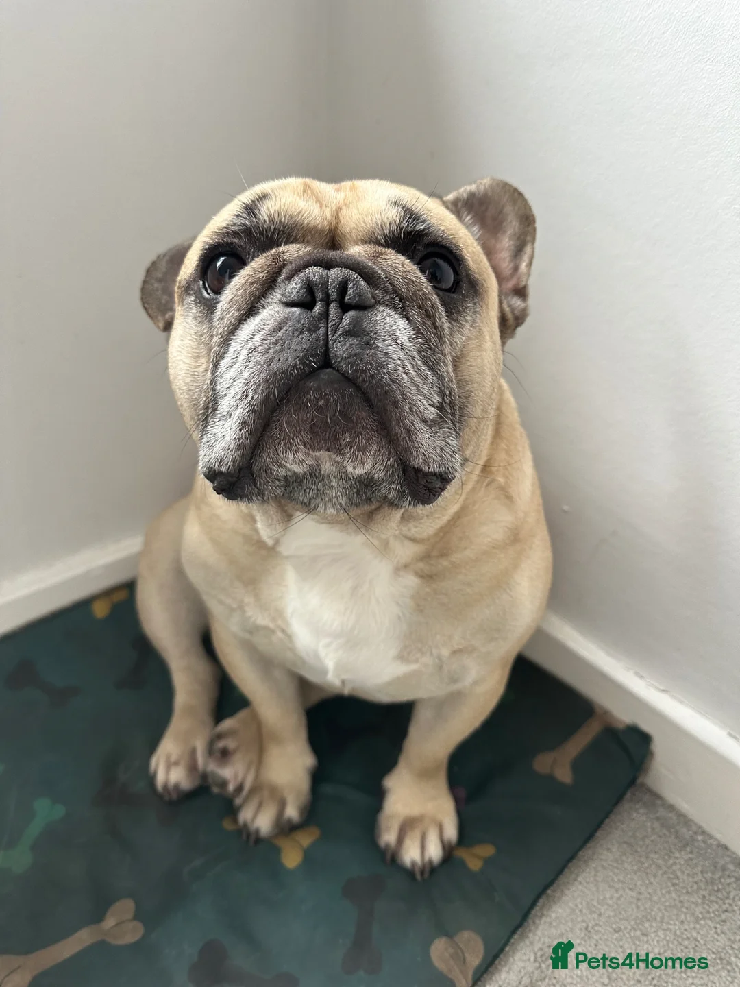 French Bulldog dogs for sale: Rolo is looking for a new home! - Advert 1
