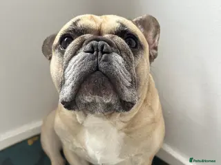 French Bulldog dogs Rolo is looking for a new home! - Advert 1