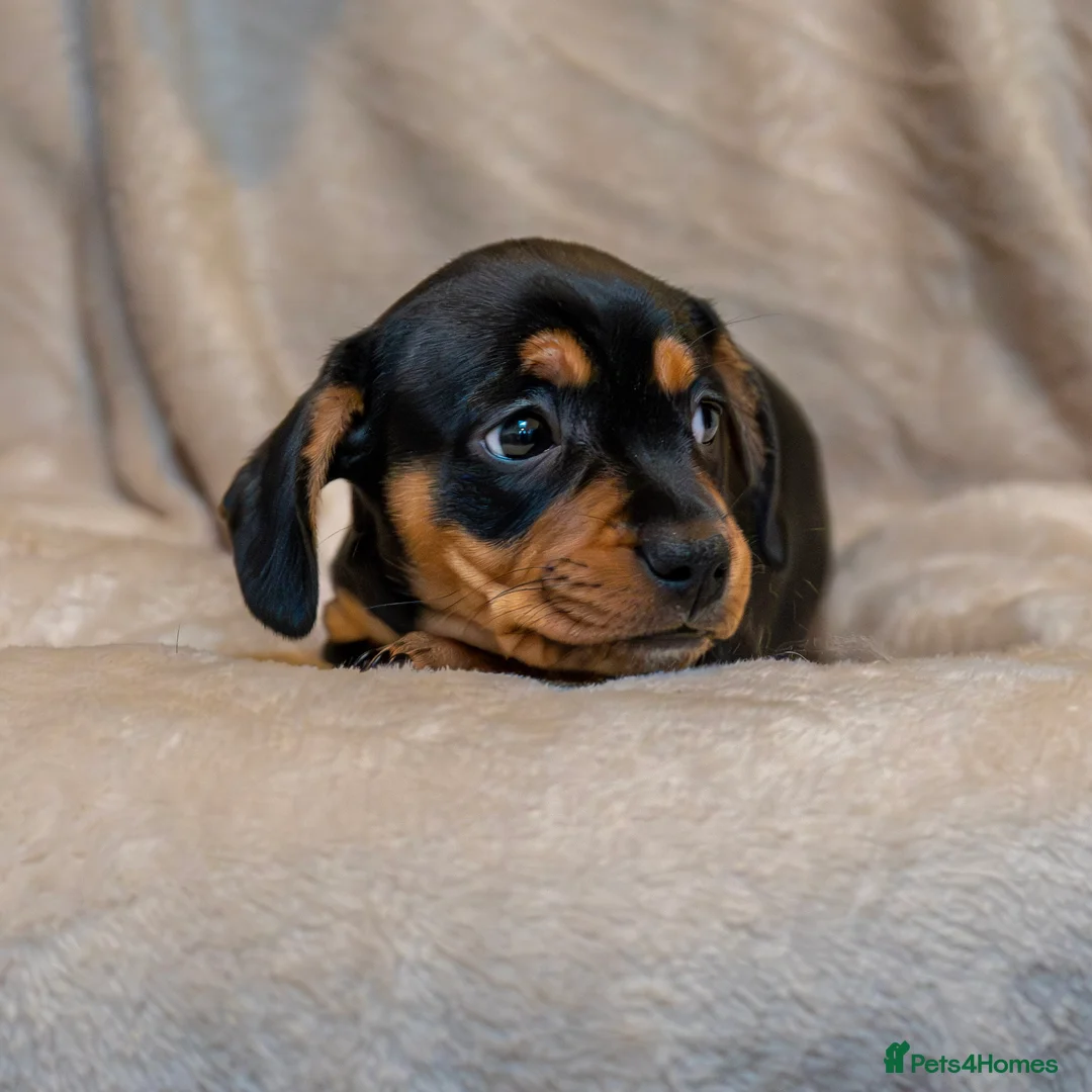Mixed Breed dogs for sale: French Bull Wieners  - Advert 10