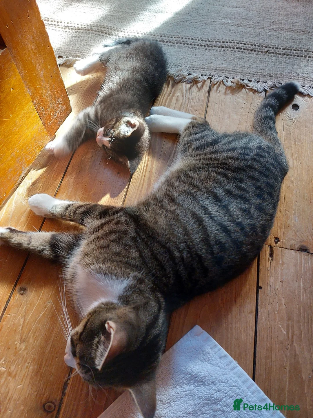 Mixed Breed cats for sale: MALE KITTEN FOR SALE MIXED BREED - Advert 2