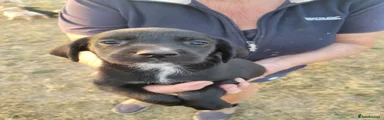 Mixed Breed 2