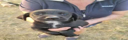 Mixed Breed dogs for sale: Labrador x sprocker puppies - Advert 9
