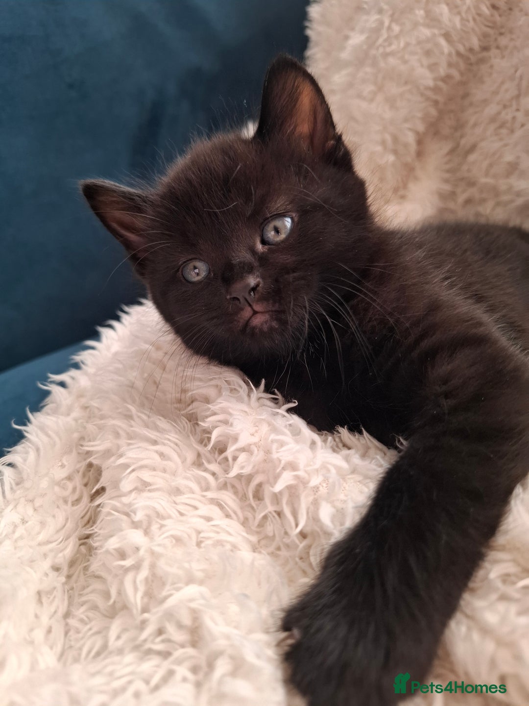 Mixed Breed cats for sale: Tabby/British short hair - Advert 10