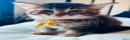 Mixed Breed cats for sale: X4 male kittens  in Hornsea - Advert 2