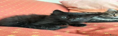 Mixed Breed Kitten 1