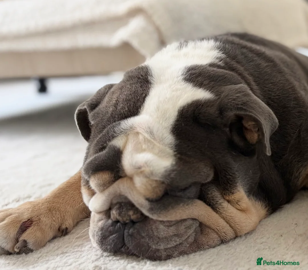 English Bulldog dogs for sale: Very sad sale of English bulldog baby boy in Newcastle upon Tyne - Advert 3