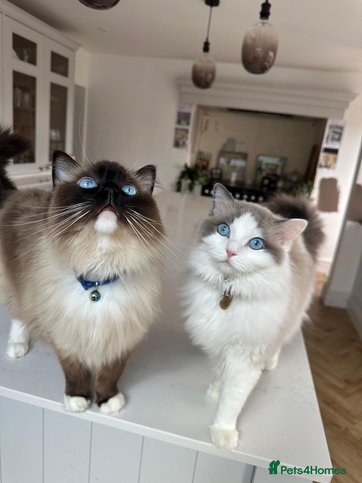 Ragdoll cats Ragdolls Brother and Sister (Nearly 4 Years old) L - Advert 1