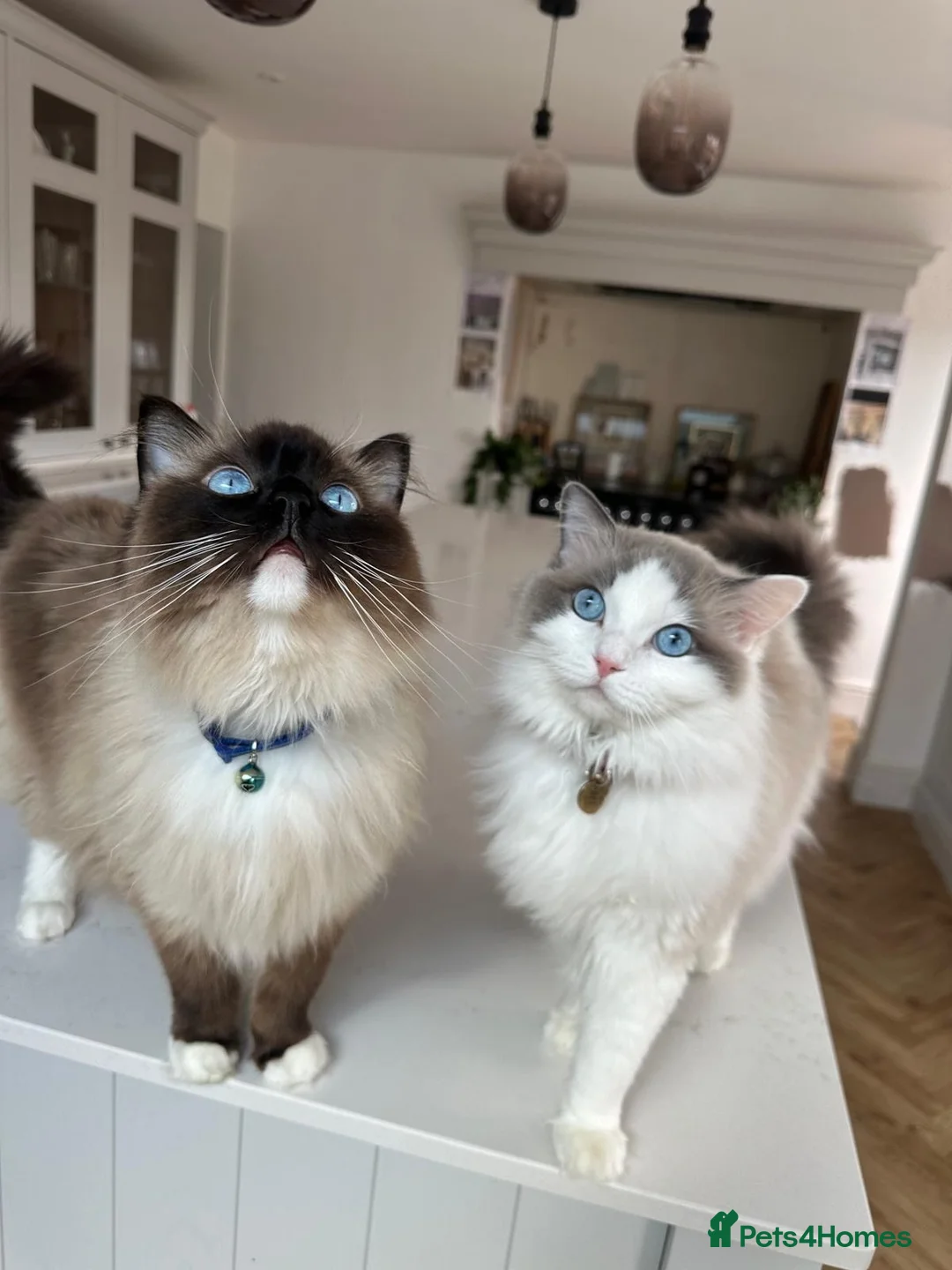 Ragdoll cats for sale: Ragdolls Brother and Sister (Nearly 4 Years old) L in Market Harborough - Advert 1