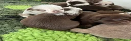 Pug dogs for sale: Kc lilac and chocolate pugs 5 star licensed  - Advert 23
