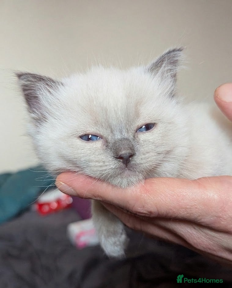 Ragdoll cats 🩵 beautiful blue point boy 🩵 - Advert 5