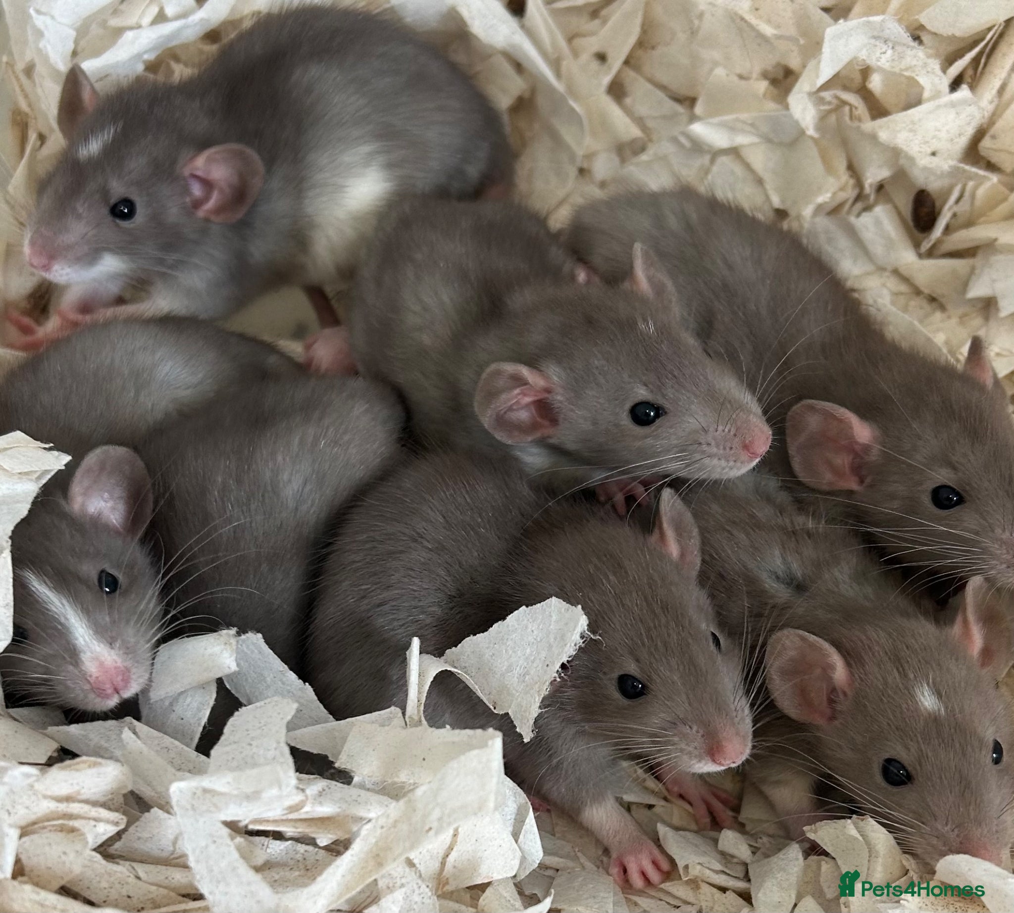 Rat rodents Baby dumbo rats for sale  - Advert 1