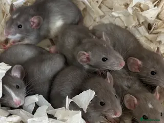 Rat rodents Baby dumbo rats for sale - Advert 3