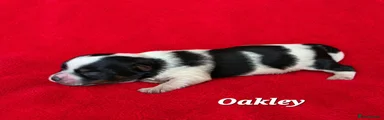 Biewer Terrier 2