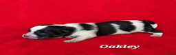 Biewer Terrier dogs for sale: 1 Stunning boy 1 beautiful girl - Advert 7