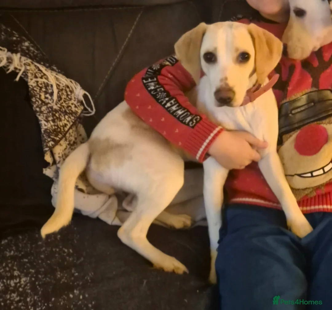 Beagle dogs for sale: Beautiful, friendly female beagle - Advert 1