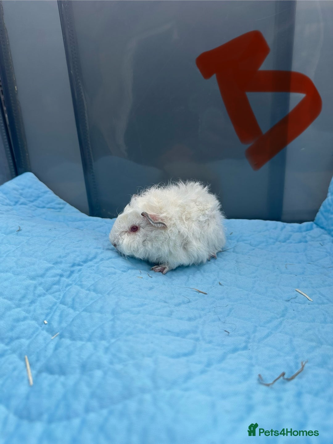 Guinea Pig rodents for sale: Baby guinea pigs  - Image 14