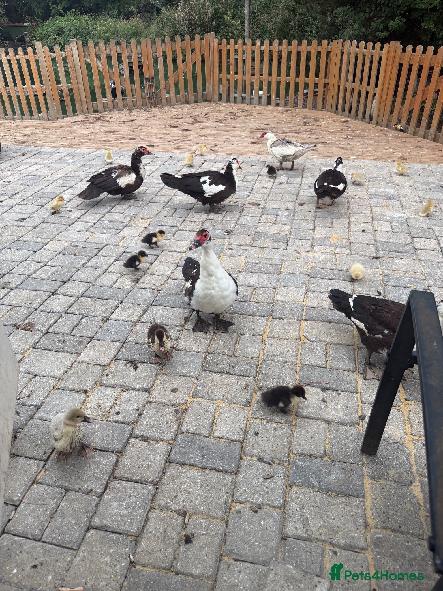 Ducks poultry Muscovy’s forSale Black&White/Grey&White – Essex - Advert 1