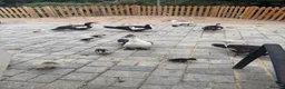 Ducks poultry for sale: Muscovy’s forSale Black&White/Grey&White – Essex - Advert 1