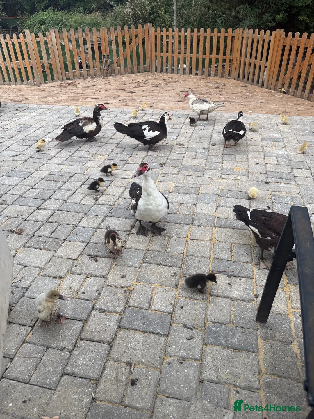 Ducks poultry for sale: Muscovy’s forSale Black&White/Grey&White – Essex - Advert 1