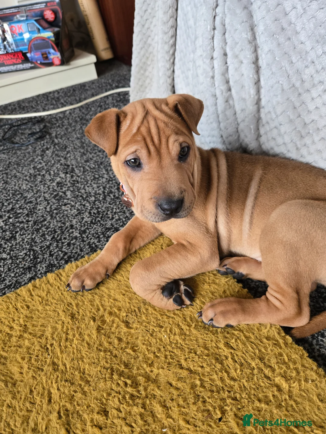 Mixed Breed dogs for sale: Shar pei cross rottie - Advert 2
