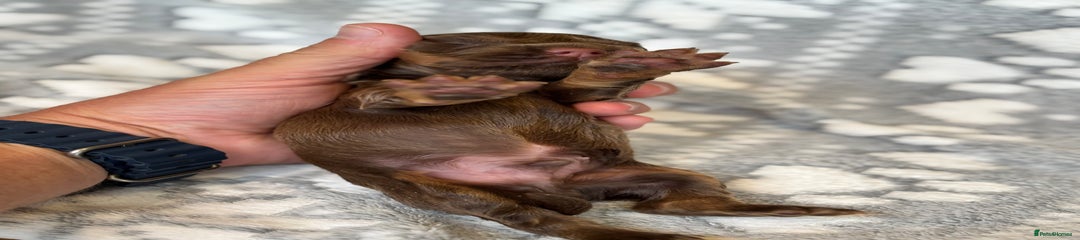 Cocker Spaniel Puppy 1