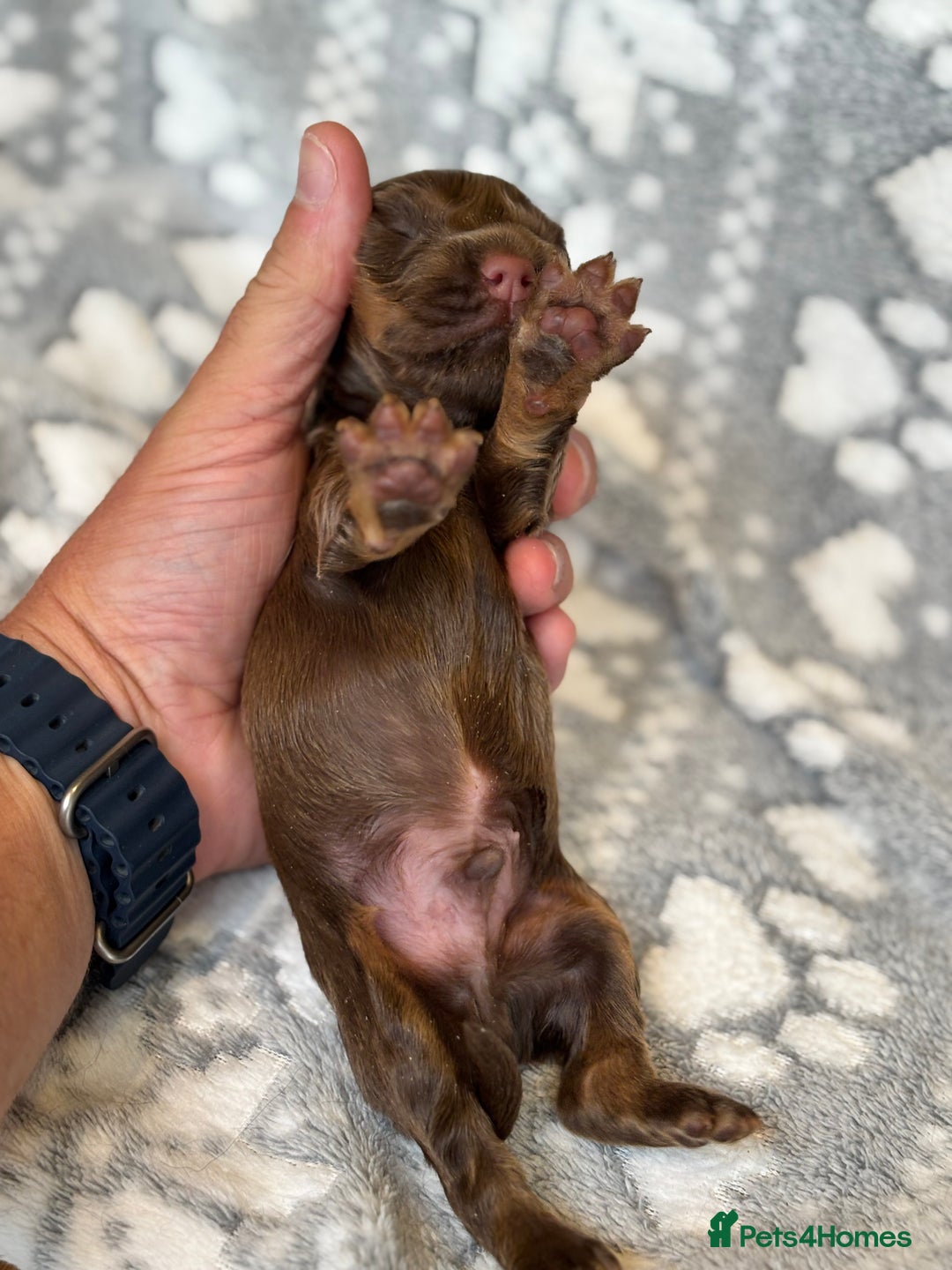 Cocker Spaniel dogs for sale: Champion bred KC health tested cockers  - Image 2