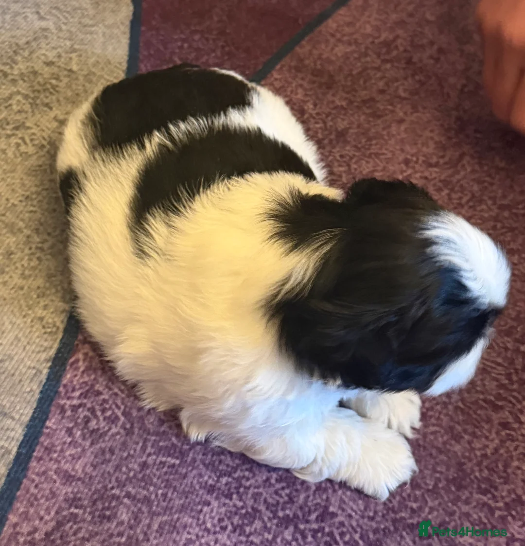 Shih Tzu dogs for sale: Beautiful Shih Tzu’s - STUNNING pure breds - Advert 11