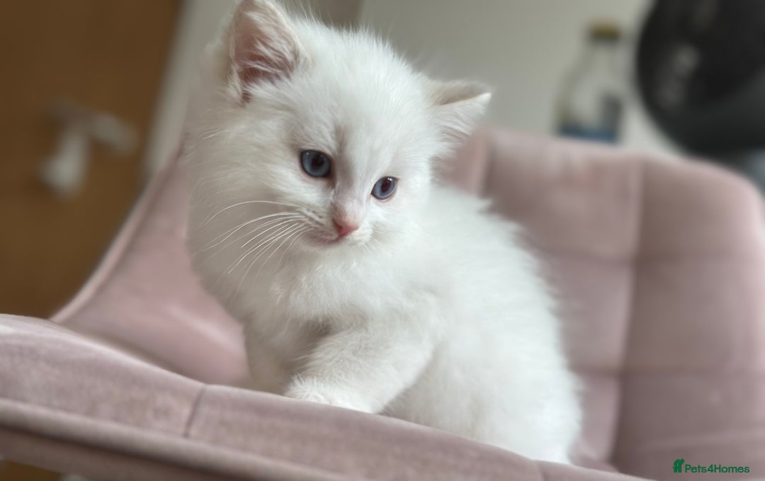 Ragdoll cats for sale: Gorgeous Balls Of Fluff 🥰😻🤗 - Image 6