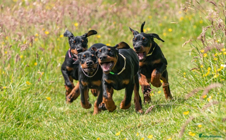 Dobermann dogs in Whitland - Advert 2