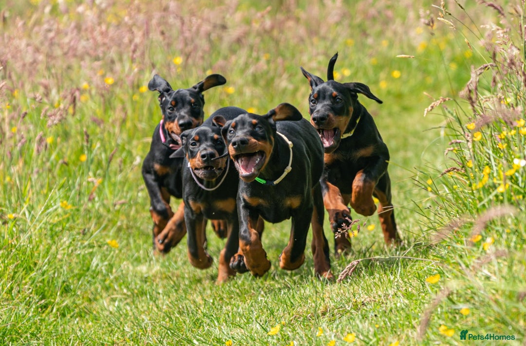 Dobermann dogs for sale: FULLY HEALTH & HEART TESTED KC  in Whitland - Image 1