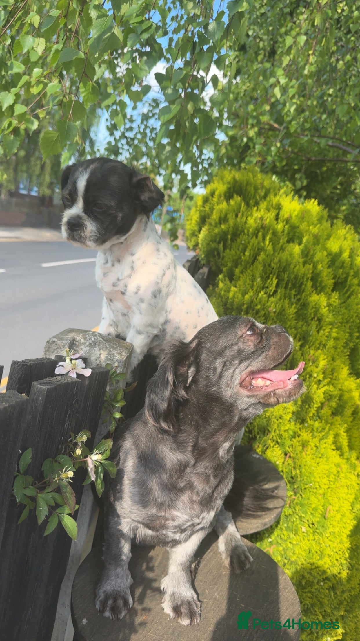 Mixed Breed dogs Shitzu x Lhasa  - Advert 1