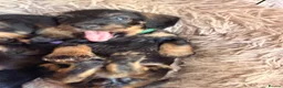 Miniature Dachshund dogs for sale: KC Reg Miniature Wire-Haired Dachshund Puppies in Christchurch - Advert 5
