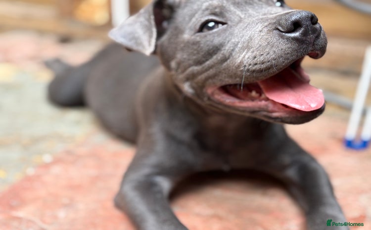 Staffordshire Bull Terrier dogs - Advert 19